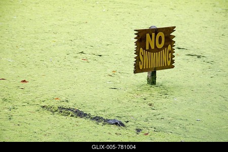 Alligator in a lagoon, next to a no swimming sign, Homosassa Springs Wildlife State Park, Homosassa Springs, Florida, USA-stock-foto