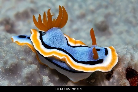 Sea slug, nudibranch (Chromodoris annae), Wakatobi Island, Tukang Besi Archipelago, Wakatobi National Park, UNESCO World Heritage Site, Banda Sea, Southeast Sulawesi, Indonesia-stock-foto
