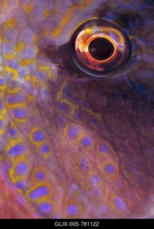 Lang Barbel Goatfish (Parupeneus macronema), Australia, Oceania-stock-foto