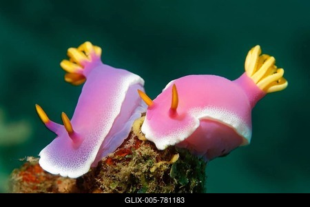 A pair of Bullocks Hypselodoris (Chromodoris bullockii), UNESCO World Heritage Site, Great Barrier Reef, Australia, Pacific Ocean-stock-foto