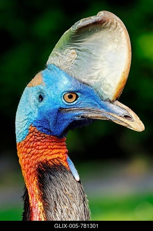 Single-wattled Cassowary (Casuarius unappendiculatus rufotinctus), portrait, Asian species, captive, Czech Republic, Europe-stock-foto