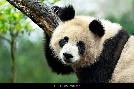 Giant Panda (Ailuropoda melanoleuca) perched on a tree, captive, Chengdu Research Base of Giant Panda Breeding or Chengdu Panda Base, Chengdu, Sichuan, China-stock-foto