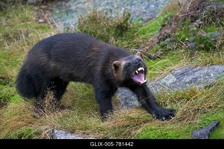 Aggressive Wolverine (Gulo gulo) showing teeth on the subarctic tundra in Sweden, Scandinavia-stock-foto