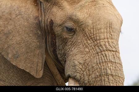 African bush elephant (Loxodonta africana), adult male with radio collar, close-up of the head, animal portrait, detail, Addo Elephant National Park, Eastern Cape, South Africa-stock-foto
