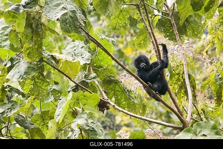 Habituated group of mountain gorillas (Gorilla beringei beringei), Bwindi Impenetrable National Park, researchers from the Max Planck Institute for Evolutionary Anthropology in Leipzig observe and study them, here female gorilla baby THURSDAY, born in September 2005, playing on the branches of a tree, Ruhija, Uganda, Africa-stock-foto