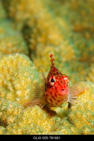 Coral hawkfish (Cirrhitichthys oxycephalus), above madrepores facing the camera, San Benedicto Island, near Socorro, Revillagigedo Islands, archipelago, Mexico, eastern Pacific-stock-foto