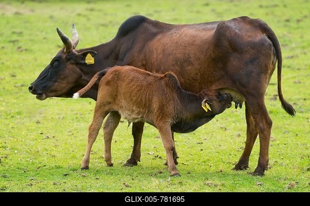 Dwarf Zebus (Bos taurus indicus), cow with calf suckling, captive, Lower Saxony, Germany-stock-foto