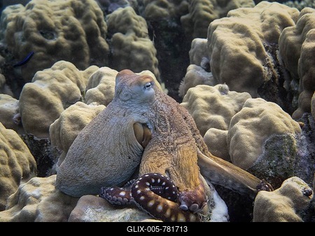 Reef Octopus (Octopus cyaneus), Mangrove Bay, Red Sea, Egypt, Africa-stock-foto