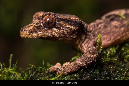 Night active leaf-tailed gecko (Uroplatus alluaudi), male, on mossy branch, animal portrait, Botanical Garden Montagne d' Ambre, North Madagascar, Madagascar-stock-foto