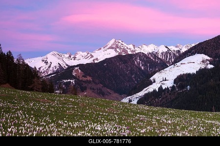 Flowering Crocuses (Crocus vernus) at sunset, Gerlos mountain, Wechselspitze mountain behind, Zillertal, Tyrol, Austria-stock-foto