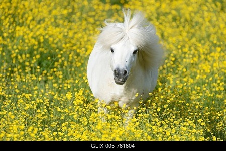 Shetland pony on a field of blooming buttercup (Ranunculus sp.), Maschwanden, Switzerland, Europe-stock-foto