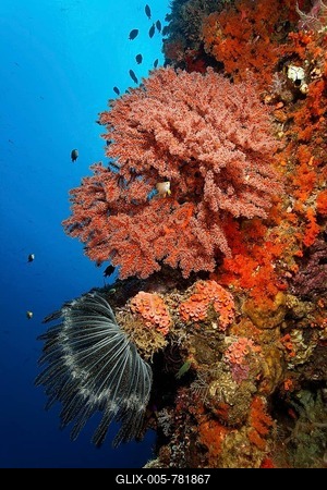 Colourful coral wall on a coral reef with Feather Star (Centrometra bella) and various soft corals and stone corals, Great Barrier Reef, UNESCO World Heritage Site, Queensland, Cairns, Australia, Pacific Ocean-stock-foto