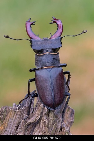 Stag Beetle (Lucanus cervus), male, Middle Elbe Biosphere Reserve, Saxony-Anhalt, Germany-stock-foto