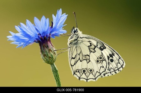 Marbled White (Melanargia galathea), on Cornflower (Centaurea cyanus), Pinkafeld, Burgenland, Austria, Europe-stock-foto