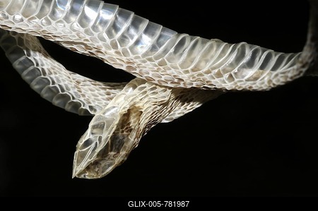 Common Egg Eater or Rhombic Egg-eater (Dasypeltis scabra) snake skin after shedding, East Africa-stock-foto