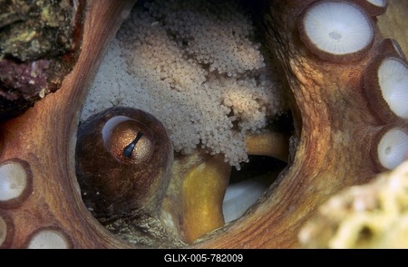 Common Octopus (Octopus vulgaris) with eggs, Mediterranean Sea-stock-foto
