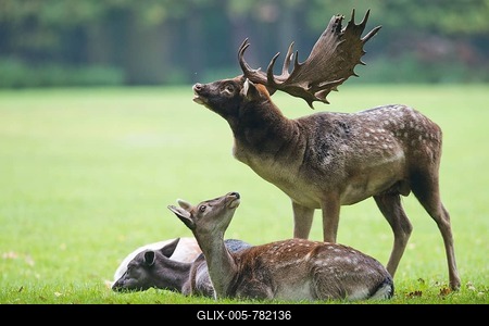 Fallow deer (Dama dama), buck with females, Lower Saxony, Germany-stock-foto