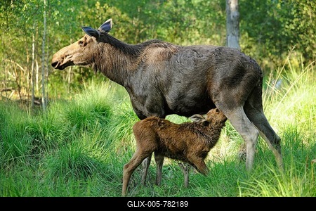 European Moose (Alces alces), cow suckling a calf, state game reserve, Germany, Europe-stock-foto