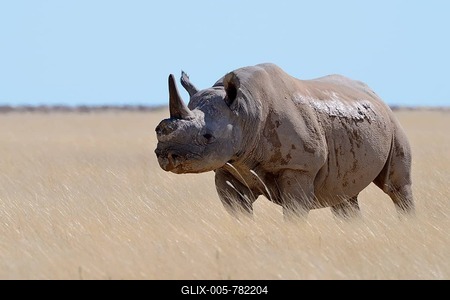 Black rhinoceros (Diceros bicornis) with a single horn and torn ears, standing in dry grass, attentive, Etosha National Park, Namibia-stock-foto