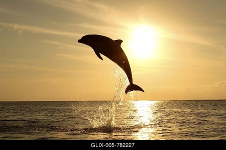 Common Bottlenose Dolphin (Tursiops truncatus), adult, jumping out of the water, sunset, Caribbean, Roatan, Honduras, Central America-stock-foto