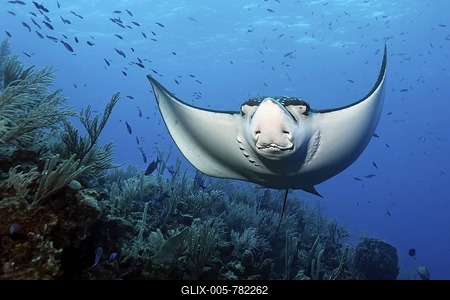Spotted Eagle Ray (Aetobatus narinari) from the front, frontal, swimming above a coral reef, Hopkins, Dangria, Belize, Central America, Caribbean-stock-foto