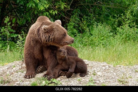 Brown bears at the Transfagara, the Transfogaras High Road in the Fagaras Mountains, also Fogaras Mountains, in the mountain group of the Southern Carpathians. Female bear with young. Arges, Romania, South-Eastern Europe-stock-foto