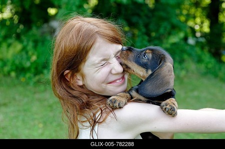 Girl holding a puppy, Wire-haired Dachshund, Germany-stock-foto