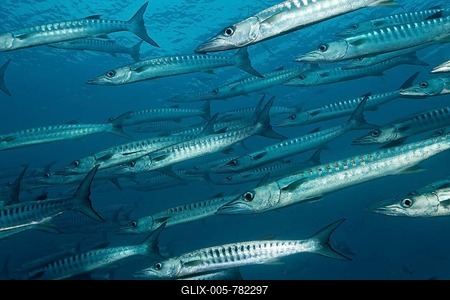 Shoal of Blackfin or Blacktail Barracudas (Sphyraena qenie) swimming in open water, Great Barrier Reef, UNESCO World Heritage Site, Queensland, Cairns, Australia, Pacific Ocean-stock-foto