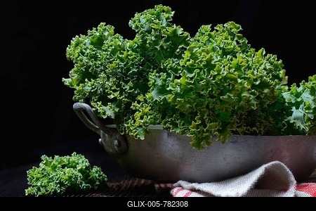 Brassica oleracea in shell, , curly cabbage, spring cabbage, winter cabbage ( Brassica oleracea acephala var. sabellica)-stock-foto