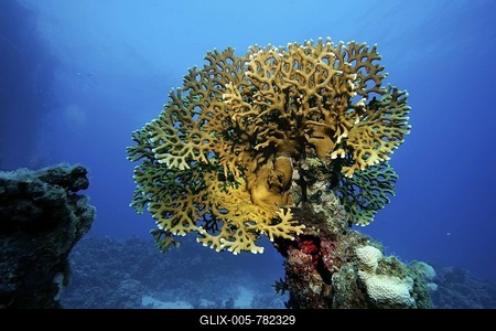Fire coral, Millepora tenella, Coralblock, Egypt, Red Sea,-stock-foto