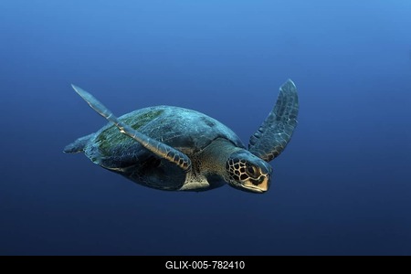 Green Sea Turtle (Chelonia mydas) swimming in open water, protected, Darwin Island, Galapagos archipelago, UNESCO World Heritage Site, Ecuador, South America, Pacific Ocean-stock-foto