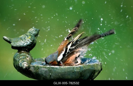 Male common chaffinch (Fringilla coelebs) bathing in the water of the bird bath in the garden-stock-foto