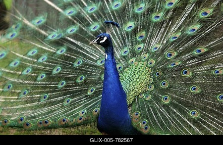 Indian Peacock (Pavo cristatus), Vogelpark Shotten, Bird Park, Vogelsberg, Hesse, Germany, Europe-stock-foto
