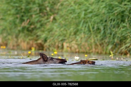 Wild boar (Sus scrofa) with young, swimming through the water, Mecklenburg, Western Pomerania, Germany-stock-foto