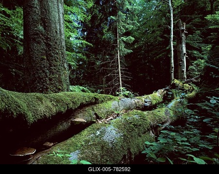 Old beech trees (Fagus sylvatica) and deadwood, Biosphere Reserve Vessertal-Thuringian Forest, Thuringia, Germany, Europe-stock-foto
