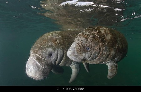 West Indian Manatee (Trichechus manatus), female and calf, Florida, USA-stock-foto