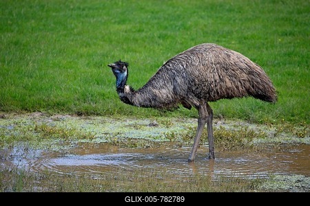 Emu (Dromaius novaehollandiae), adult at the water, South Australia, Australia-stock-foto