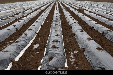Asparagus field covered with black foil, Endingen, Baden-Wuerttemberg, Germany, Europe-stock-foto