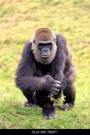 Western Lowland Gorilla (Gorilla gorilla gorilla), adult female with young, foraging, Apeldoorn, Netherlands-stock-foto