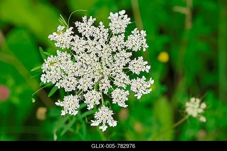 Wild carrot (Daucus carota subsp. carota), flowering, North Rhine-Westphalia, Germany, Europe-stock-foto