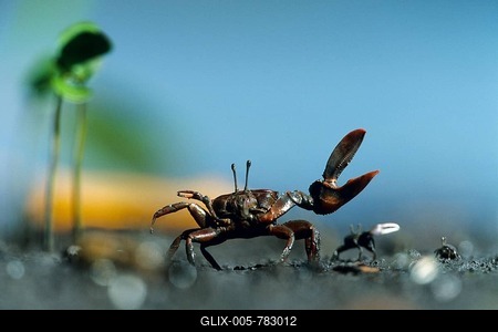 Fiddler Crab (Uca maracoani), waving, Caroni Swamp, Trinidad, West Indies, Caribbean-stock-foto