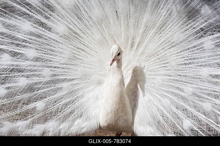 White Peacock (Pavo cristatus) displaying, courtship, captive, Germany-stock-foto