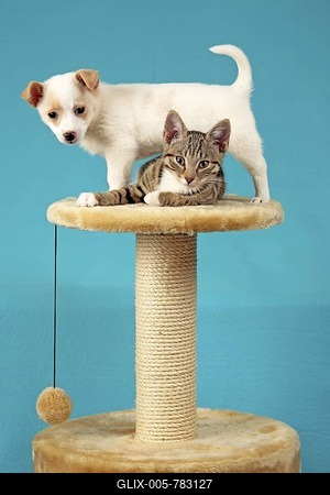 Kitten and pup peacefully sitting beside each other on a scratching post-stock-foto