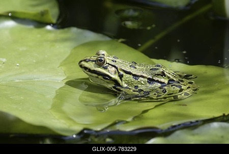 Edible Frog (Rana esculenta)-stock-foto