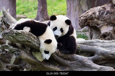 Two Giant Pandas (Ailuropoda melanoleuca), two years, China Conservation and Research Centre for the Giant Panda, Chengdu, Sichuan, China-stock-foto