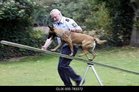 Police dog during training on a drill ground, Germany, Europe-stock-foto