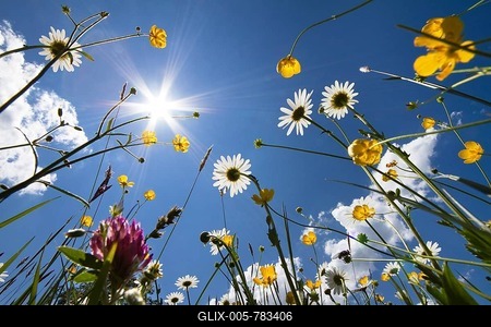 Flower meadow with Oxeye Daisies (Leucanthemum vulgare), and Buttercups (Ranunculus acris), Upper Bavaria, Bavaria, Germany, Europe-stock-foto