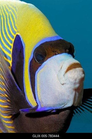 Emperor Angelfish (Pomacanthus imperator), Great Barrier Reef, Pacific, Australia-stock-foto