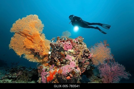 Diver with a torch looking at a coral reef with different corals, underwater scenery, block of corals, Great Barrier Reef, a UNESCO World Heritage Site, Queensland, Cairns, Australia, Pacific Ocean-stock-foto
