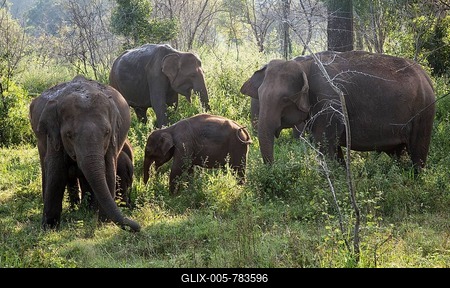 Herd of wild Asian elephants (Elephas maximus), Hurulu Eco Park biosphere reserve, Habarana, Anuradhapura District, Sri Lanka-stock-foto